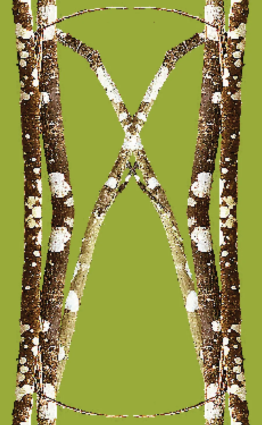 Lichen Log Green Yoga Shorts